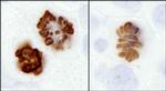 Phospho-Histone H3 (Ser10) Antibody in Immunohistochemistry (Paraffin) (IHC (P))