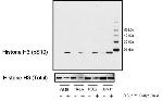 Phospho-Histone H3 (Ser10) Antibody in Western Blot (WB)