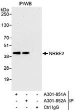 NRBF2 Antibody in Immunoprecipitation (IP)