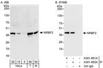 NRBF2 Antibody in Western Blot (WB)