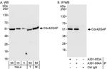 Cdc42GAP Antibody in Western Blot (WB)