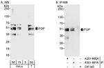 FOP Antibody in Western Blot (WB)