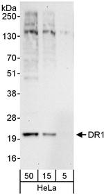 DR1 Polyclonal Antibody