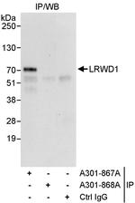 LRWD1 Polyclonal Antibody