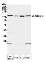 UBE2O Antibody in Western Blot (WB)