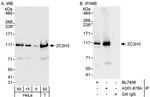 ZC3H3 Polyclonal Antibody