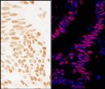 ZNF326 Antibody in Immunohistochemistry (Paraffin) (IHC (P))