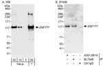 ZNF777 Polyclonal Antibody