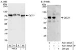 DjC21 Antibody in Western Blot (WB)