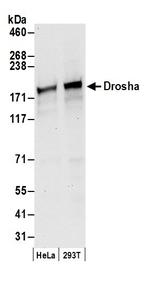 Drosha Polyclonal Antibody