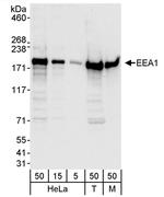 EEA1 Polyclonal Antibody