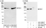 EEA1 Polyclonal Antibody