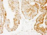 COX4 Antibody in Immunohistochemistry (Paraffin) (IHC (P))