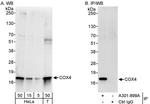 COX4 Antibody in Western Blot (WB)