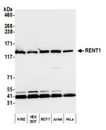 RENT1 Polyclonal Antibody
