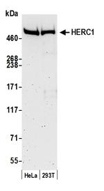 HERC1 Polyclonal Antibody