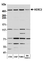 HERC2 Antibody in Western Blot (WB)