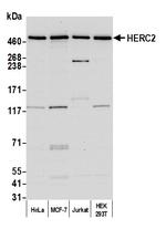HERC2 Polyclonal Antibody