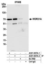 WDR21A Antibody in Immunoprecipitation (IP)