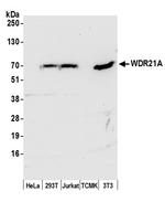 WDR21A Polyclonal Antibody