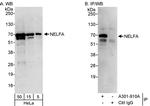 NELFA Antibody in Western Blot (WB)