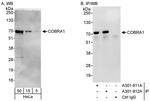 COBRA1 Antibody in Western Blot (WB)