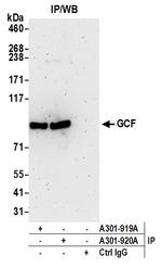 GCF Polyclonal Antibody