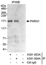 PARG1 Polyclonal Antibody