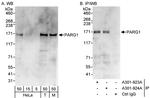 PARG1 Polyclonal Antibody