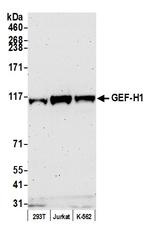 GEF-H1 Antibody in Western Blot (WB)