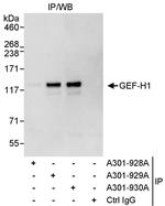 GEF-H1 Polyclonal Antibody