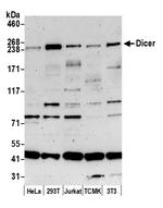 Dicer Polyclonal Antibody