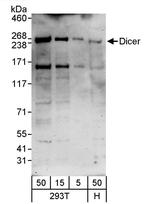 Dicer Polyclonal Antibody