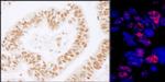 PLRG1 Antibody in Immunohistochemistry (Paraffin) (IHC (P))