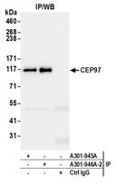 CEP97 Antibody in Immunoprecipitation (IP)