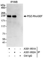 PDZ-RhoGEF Antibody in Immunoprecipitation (IP)