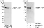 PDZ-RhoGEF Antibody in Western Blot (WB)