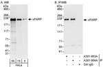 vPARP Antibody in Western Blot (WB)