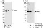 LMP1 Antibody in Western Blot (WB)