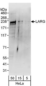 LARG Polyclonal Antibody