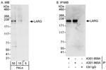 LARG Antibody in Western Blot (WB)
