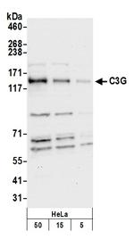 C3G Polyclonal Antibody