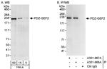 PDZ-GEF2 Polyclonal Antibody