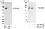 PDZ-GEF2 Polyclonal Antibody