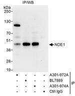 NDE1 Antibody in Immunoprecipitation (IP)