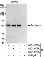 Pol kappa Polyclonal Antibody