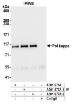 Pol kappa Antibody in Immunoprecipitation (IP)