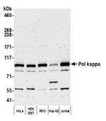 Pol kappa Polyclonal Antibody
