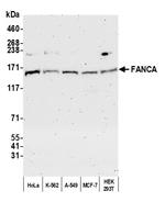 FANCA Polyclonal Antibody