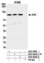 ZAK Antibody in Immunoprecipitation (IP)